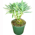 Euphorbia Plant